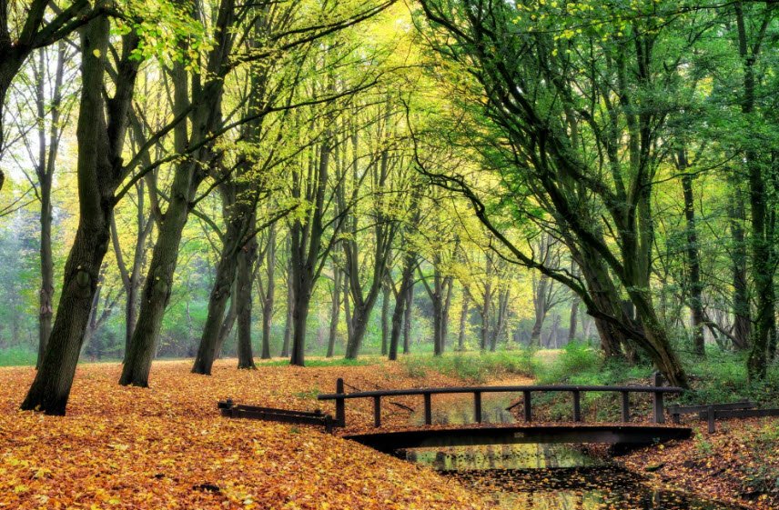Amsterdamse Bos